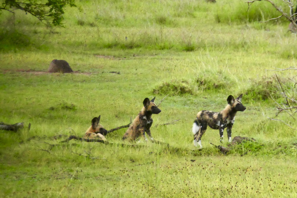 nature responsible safari uganda ltd